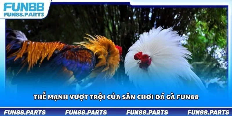 Thế mạnh vượt trội của sân chơi đá gà Fun88