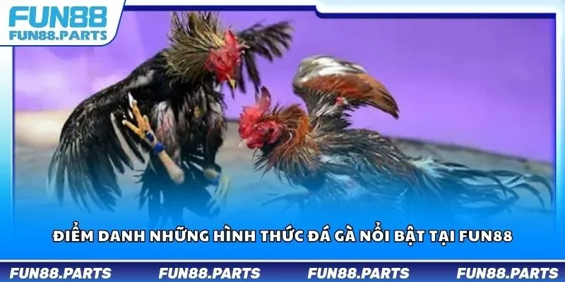 Điểm danh những hình thức đá gà nổi bật tại Fun88