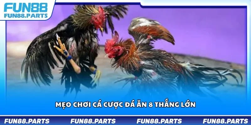 Mẹo chơi cá cược đá ăn 8 thắng lớn