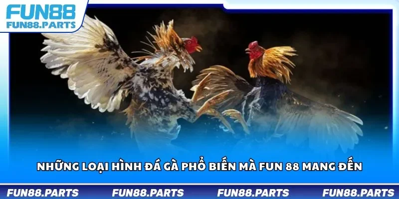 Những loại hình đá gà phổ biến mà Fun 88 mang đến