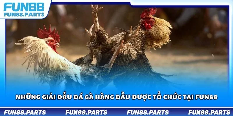 Những giải đấu đá gà hàng đầu được tổ chức tại Fun88